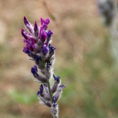 Oxytropis splendens
