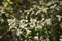Spyridium spathulatum