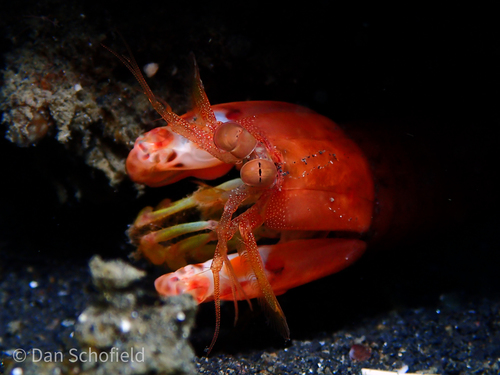 Gonodactylaceus glabrous observed 2020-07-23