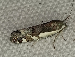 Tarache augustipennis