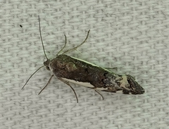 Tarache augustipennis