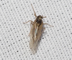 Pissonotus melanurus