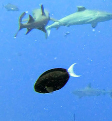 Acanthurus thompsoni