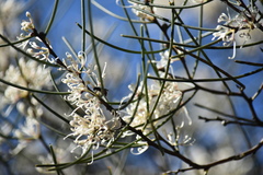 Hakea rostrata