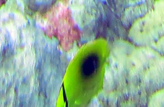 Chaetodon speculum