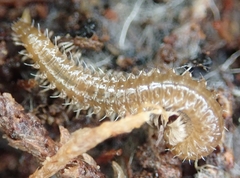 Conotylidae