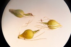 Eleocharis intermedia