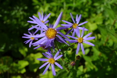Eucephalus ledophyllus