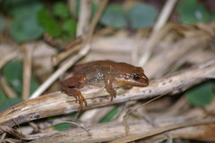 Pseudacris triseriata