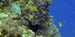 Chromis ternatensis