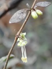 Coprosma rhamnoides