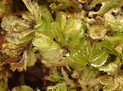 Hymenophyllum minimum