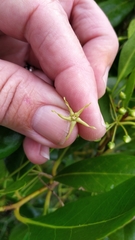 Vincetoxicum carnosum