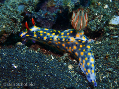 Hypselodoris roo