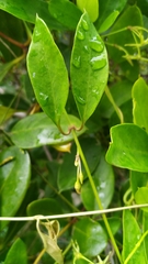 Vincetoxicum carnosum