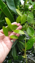 Vincetoxicum carnosum