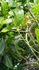 Vincetoxicum carnosum