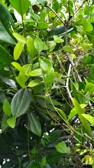 Vincetoxicum carnosum