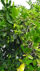 Vincetoxicum carnosum