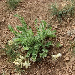 Astragalus parryi