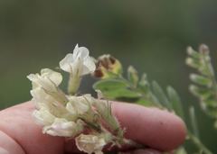 Astragalus parryi