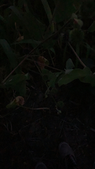 Aristolochia californica