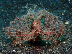 Pteroidichthys amboinensis