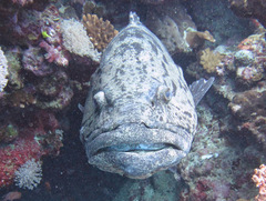 Epinephelus tukula