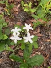 Cnidoscolus stimulosus image