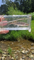 Lythrurus fasciolaris