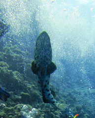 Epinephelus tukula