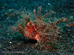 Pteroidichthys amboinensis