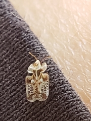 Corythucha juglandis