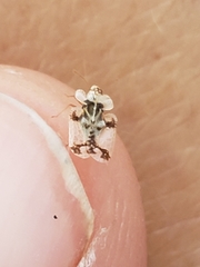 Corythucha juglandis