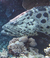 Epinephelus tukula