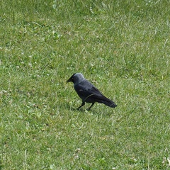 Corvus monedula