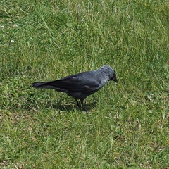 Corvus monedula