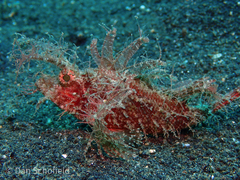 Pteroidichthys amboinensis