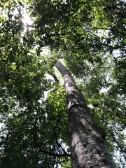 Hymenaea oblongifolia