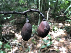 Hymenaea oblongifolia