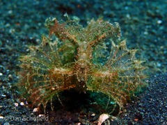 Pteroidichthys amboinensis