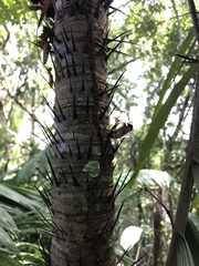 Astrocaryum aculeatum