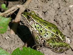 Lithobates pipiens