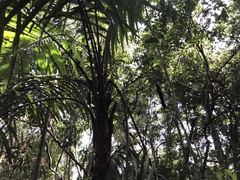 Astrocaryum aculeatum