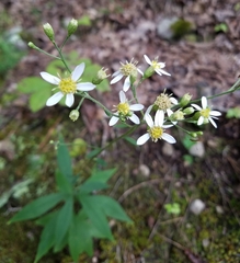 Doellingeria infirma