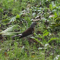 Turdus pilaris