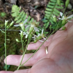 Doellingeria infirma