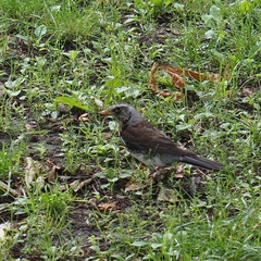 Turdus pilaris
