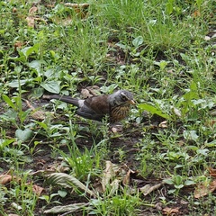 Turdus pilaris