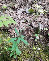 Doellingeria infirma